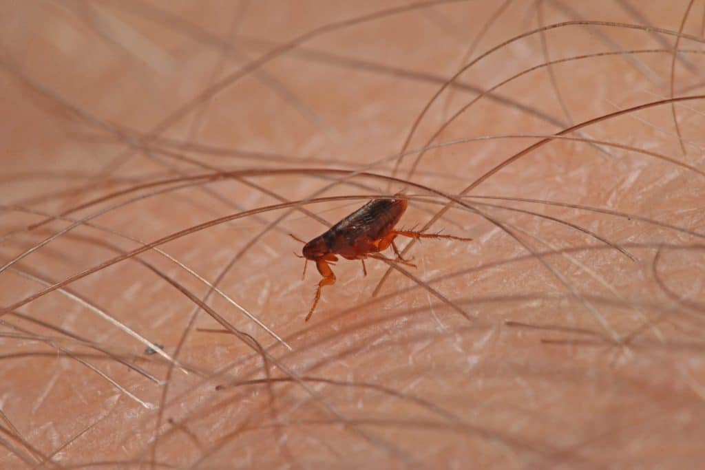 Flea control products in Australia