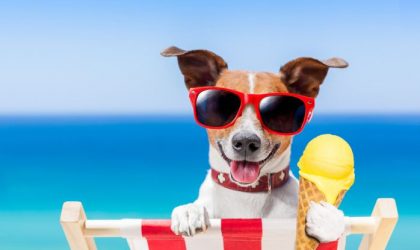 How Can I Help My Dog in the Summer?