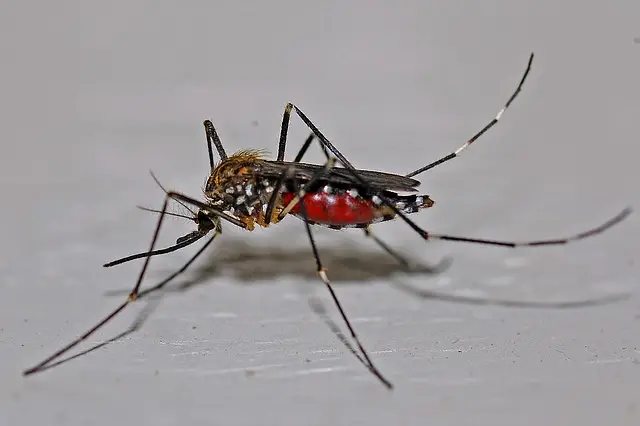 Mosquito control products in australia