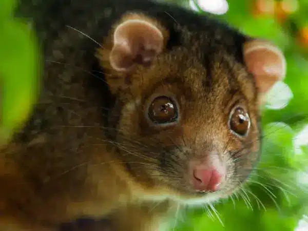 Possum Control Products Australia