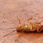 The Top Australian Household Insect Pests