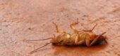 Protecting Your Home: A Practical Guide to Household Pests in Australia