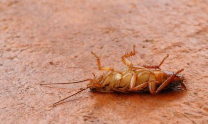 The Top Australian Household Insect Pests