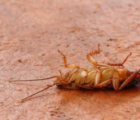 Protecting Your Home: A Practical Guide to Household Pests in Australia