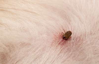 tick control in australia