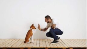 Dog Training Tips to Help You Get Started