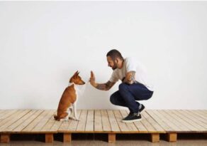 Dog Training Tips to Help You Get Started
