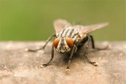 Flies control and management australia