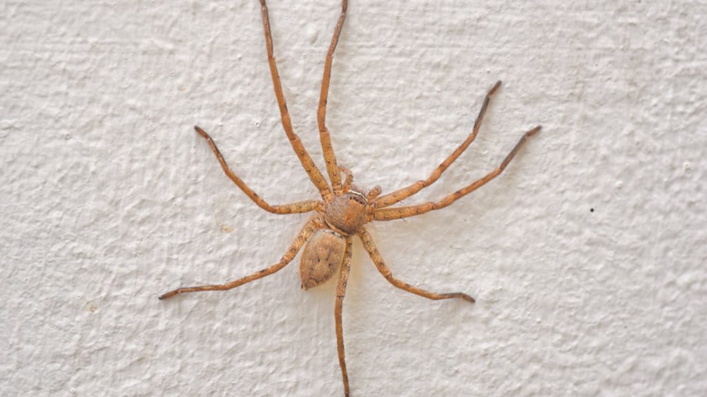 Spider Control Products