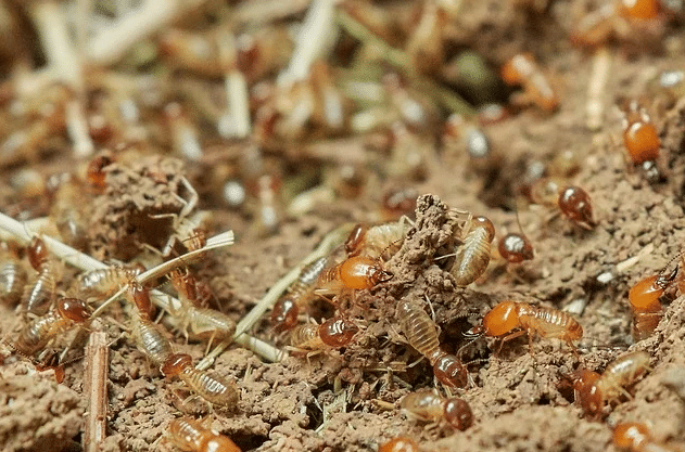 termite control in australia