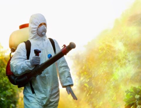 Guide to the Most Common Household Pests in New Zealand