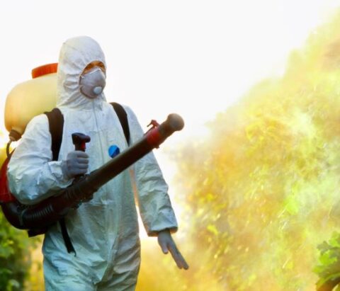 Guide to the Most Common Household Pests in New Zealand