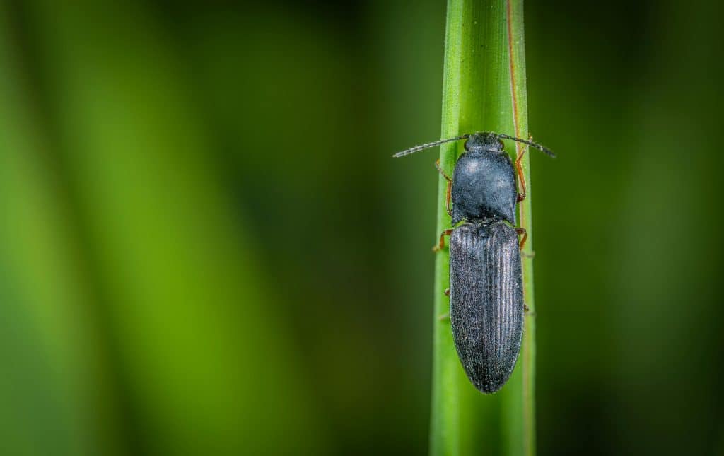 click beetle