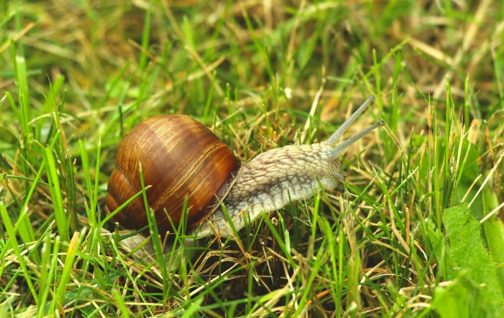 garden snail