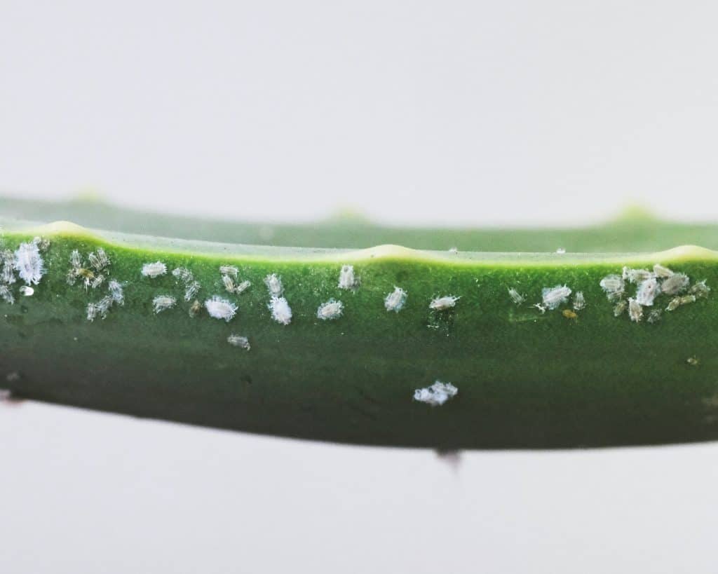 mealy bugs