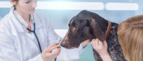 Common Health Issues in Dogs and How They Can Be Prevented