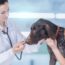 Common Health Issues in Dogs and How They Can Be Prevented