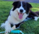 What is the Average Lifespan of a Dog?