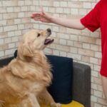 How Do I Prevent and Address Behavior Problems in Dogs
