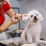 How Much Grooming Does a Dog Require and What is the Best Way to Groom Your Pet