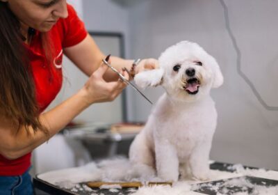 How Much Grooming Does a Dog Require and What is the Best Way to Groom Your Pet?