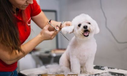 How Much Grooming Does a Dog Require and What is the Best Way to Groom Your Pet?