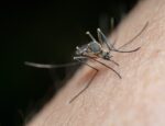 How Do I Get Rid of Mosquitoes in Australia?