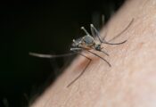 How Do I Get Rid of Mosquitoes in Australia?