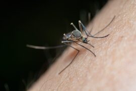 How Do I Get Rid of Mosquitoes in Australia?