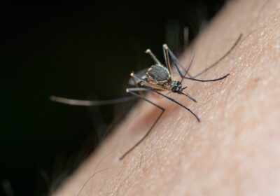 Combating Mosquitoes in New Zealand: Problems, Prevention, and Solutions