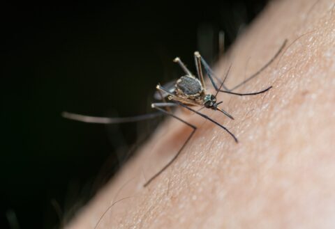 How Do I Get Rid of Mosquitoes in Australia?