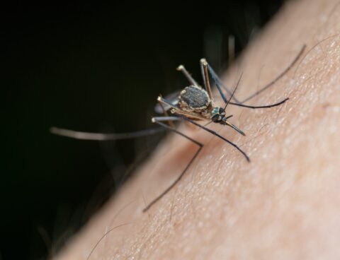 How Do I Get Rid of Mosquitoes in Australia?