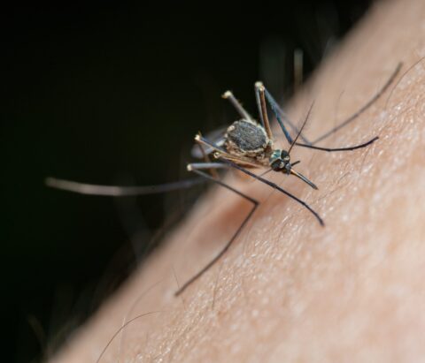How Do I Get Rid of Mosquitoes in Australia?