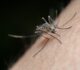 Combating Mosquitoes in New Zealand: Problems, Prevention, and Solutions