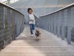 The Benefits of Dog Walking and Training: Improving the Health and Happiness of Dogs and Their Owners