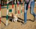 The Benefits to Dogs and Owners of Dog Agility Training