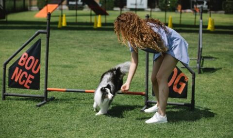 Unleashing Harmony: A Comprehensive Look at Dog Training in Australia