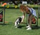 Unleashing Harmony: A Comprehensive Look at Dog Training in Australia