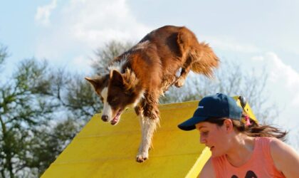 The Right Age to Begin Agility Training for Dogs: A Comprehensive Overview