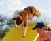 The Right Age to Begin Agility Training for Dogs: A Comprehensive Overview