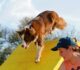 The Right Age to Begin Agility Training for Dogs: A Comprehensive Overview