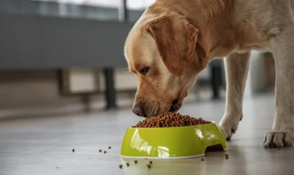 The Dog Podcast Uncovers Startling Truths About What We Feed Our Dogs [Press Release]