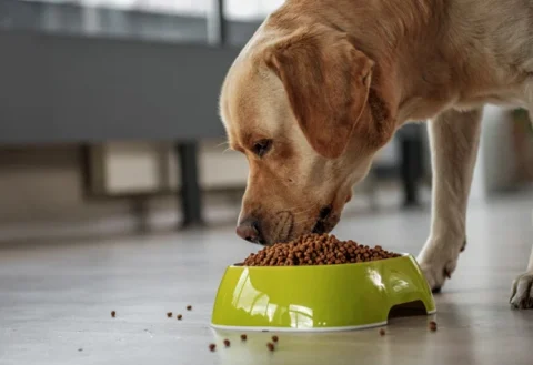 The Dog Podcast Uncovers Startling Truths About What We Feed Our Dogs [Press Release]