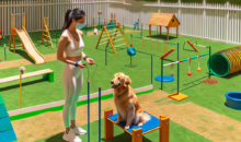 Creating a Stress-Free Training Environment for Your Dog