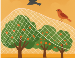 Bird Netting Products in Australia – a home owners guide