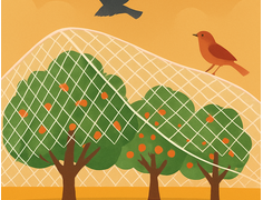 Bird Netting Products in Australia – a home owners guide