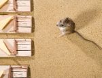 Choosing the Right Rodent Control Products in Australia