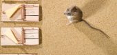 Choosing the Right Rodent Control Products in Australia