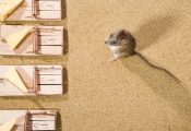 Choosing the Right Rodent Control Products in Australia