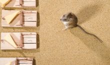 Choosing the Right Rodent Control Products in Australia